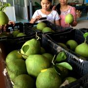 Việt Nam có thêm 2 loại quả được xuất khẩu sang New Zealand