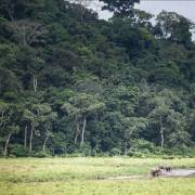 Gabon sẽ trở thành quốc gia đầu tiên được trả tiền để bảo vệ rừng
