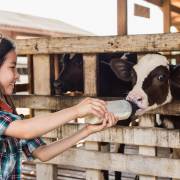 Thái Lan thúc đẩy mô hình ‘du lịch trang trại bò sữa’