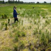 Thái Lan cấm lưu hành ba loại thuốc diệt cỏ và thuốc trừ sâu của Mỹ