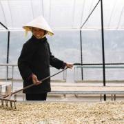 Nông sản Việt vào thị trường Hàn Quốc còn ‘quá khiêm tốn’