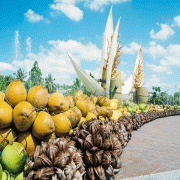 Lễ hội Dừa Bến Tre 2019: ngày hội của những người trồng dừa