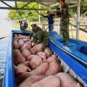 Bắt 1,8 tấn heo vận chuyển trái phép từ Campuchia vào An Giang