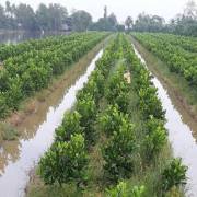 ĐBSCL đã chuyển đổi 12.593ha đất lúa sang trồng cây ăn trái giá trị cao