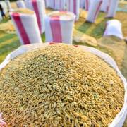 Chính phủ Campuchia hỗ trợ ngành lúa gạo thêm 50 triệu USD