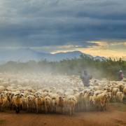 [Photo] Cừu Ninh Thuận