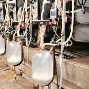 Người tiêu dùng Mỹ bớt uống sữa bò