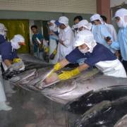 Xuất khẩu cá ngừ gặp khó về nguyên liệu do dịch Covid-19