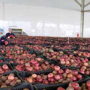 EVFTA – Cơ hội lớn cho xuất khẩu rau quả mở rộng thị trường
