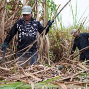 Chính phủ không đồng ý gia hạn ATIGA cho ngành mía đường