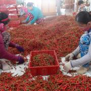 Xoài, ớt, khoai lang cũng rớt giá thảm do Trung Quốc ngừng thu mua