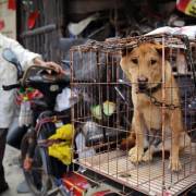 Trung Quốc tiến tới cấm ăn thịt chó