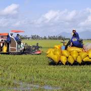 ĐBSCL: Giá lúa tăng nhẹ sau quyết định cho xuất khẩu gạo trở lại