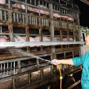 Dự kiến nhập khẩu 1,9 triệu con heo thịt Thái Lan