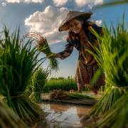 Thái Lan ‘bám chắc’ nông nghiệp để vượt khủng hoảng Covid-19