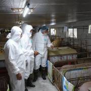 Thái Lan sẽ giảm xuất khẩu thịt heo sang Việt Nam