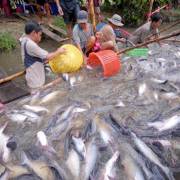 Xuất khẩu cá tra sụt giảm mạnh