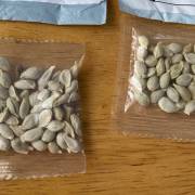 Mỹ điều tra các gói hạt giống bí ẩn nghi gửi từ Trung Quốc