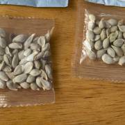 Trung Quốc nói ‘không biết gì’ về hạt giống lạ gửi đến Mỹ