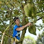 Thái Lan cho vay nợ bằng cầm cố cây trồng