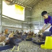Hoàng Kim Vị với mơ ước nuôi gà sinh thái