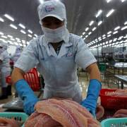 Xuất khẩu cá tra vào thị trường Trung Quốc giảm gần 30%