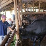 Công bố nhãn hiệu bò thịt chất lượng cao Bình Định