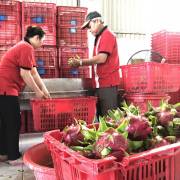 Giao thương trực tuyến sản phẩm trái cây Việt Nam – Trung Quốc