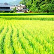 Nhật Bản phát triển giống lúa mới có khả năng chịu mặn