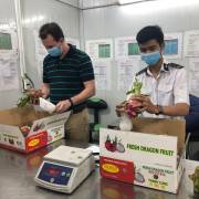 Trái cây tươi Việt Nam chuẩn bị tiếp tục xuất khẩu sang Mỹ