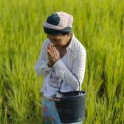 Chiến lược lúa gạo mới của Thái Lan chú trọng vào sản lượng và cây giống