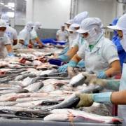 Doanh nghiệp xuất khẩu cá tra sang Trung Quốc ‘cần bình tĩnh, không hạ giá bán’