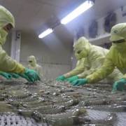 Bộ Nông nghiệp cảnh báo việc Trung Quốc siết nhập khẩu thủy sản