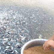 ĐBSCL: Lại đổ nợ vì đổ xô nuôi cá tra giống
