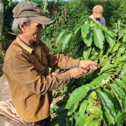 Cà phê Tây Nguyên: mất mùa, mất cả… giá