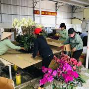 Cảnh báo hoa lan Trung Quốc đội lốt hoa Đà Lạt