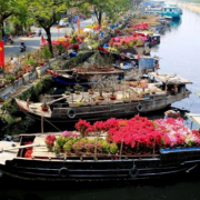 TP.HCM dự kiến tổ chức 179 chợ hoa để tiêu thụ hoa, cây cảnh dịp Tết