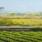 Trung Quốc kêu gọi nhân tài công nghệ về quê phát triển nông thôn