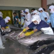 Xuất khẩu cá ngừ sang Mỹ tăng trưởng tốt