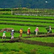 Indonesia phát triển du lịch nông nghiệp