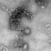 WHO xác nhận khả năng lây nhiễm SARS-CoV-2 từ người sang động vật