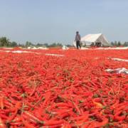 Thông tin Trung Quốc cấm nhập khẩu ớt từ Việt Nam là không chính xác