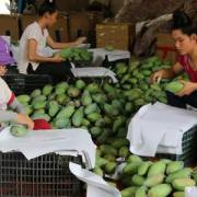 Trung Quốc mở cửa với xoài Campuchia, áp lực lớn cho xoài Việt