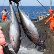 Việt Nam vượt Thái Lan trở thành nhà cung cấp cá ngừ lớn nhất cho Israel
