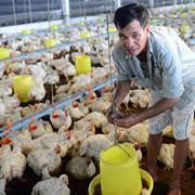Giá gà lông trắng xuống 6.000 đồng/kg, Nam bộ đang ế 9,3 triệu con gà