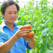Sản xuất xanh, nông sản Việt ‘lên hương’ ở Australia, ‘Lệnh 248’ và ‘249’ của Trung Quốc