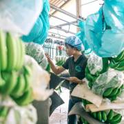 Nông sản Việt: bay trên đôi cánh tiêu chuẩn