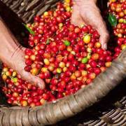 Thị trường cà phê: giá tăng vì lo ngại nguồn cung khó khăn