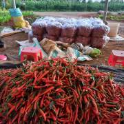 Người trồng ớt ngóng chờ thị trường Trung Quốc