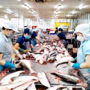 ĐBSCL: Giá cá tra nguyên liệu tiếp tục tăng cao